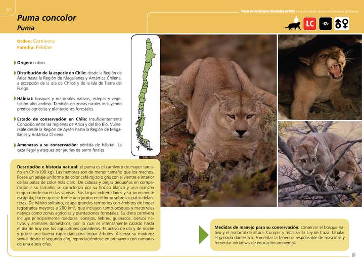 Puma concolor