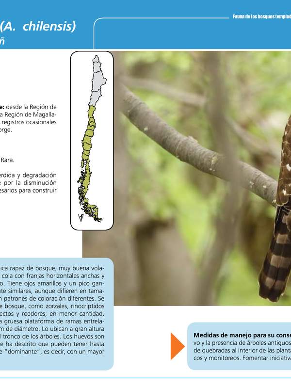 Accipiter bicolor (A.  chilensis)