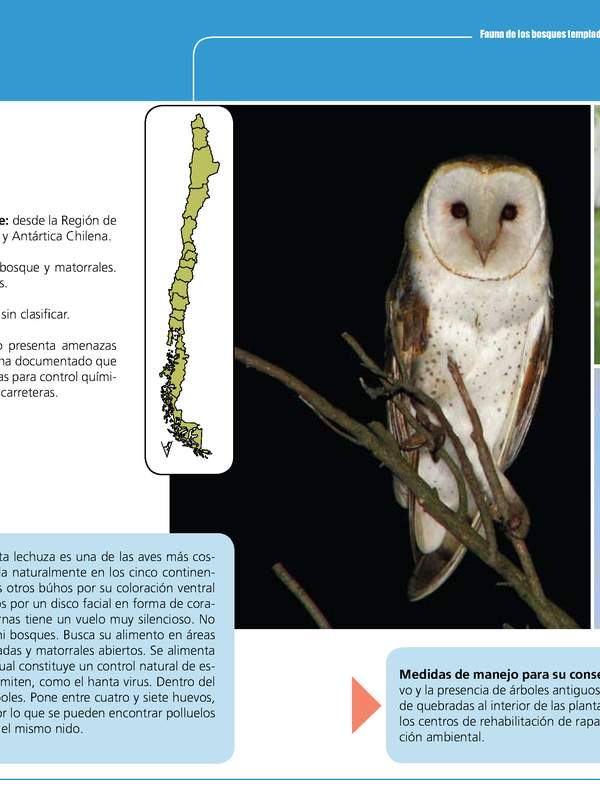 Tyto alba