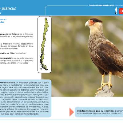 Caracara plancus