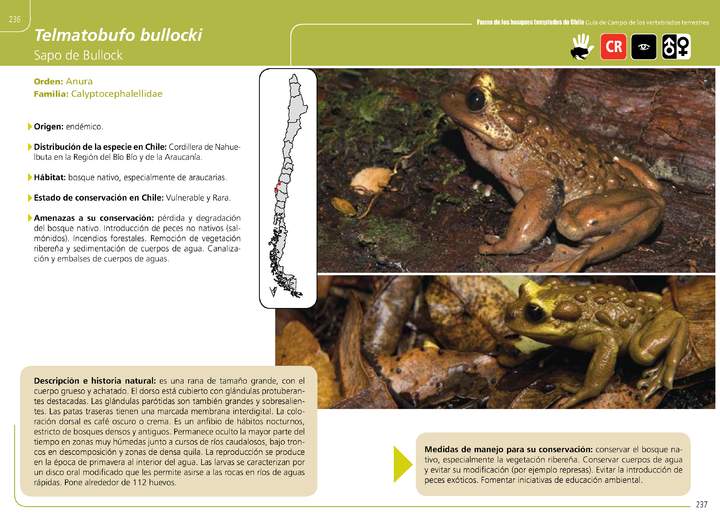 Telmatobufo bullocki