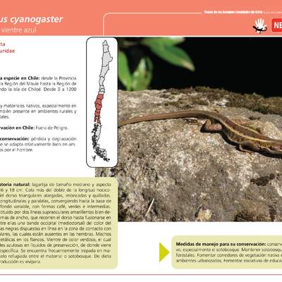 Liolaemus cyanogaster