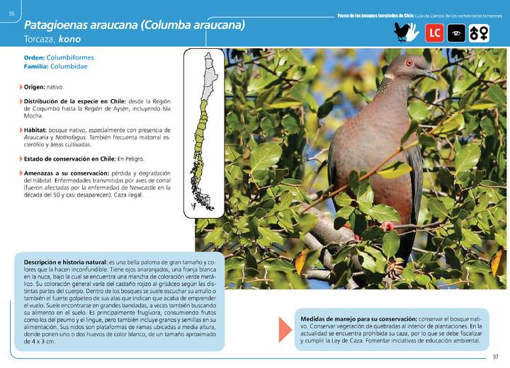 Patagioenas araucana (Columba araucana)