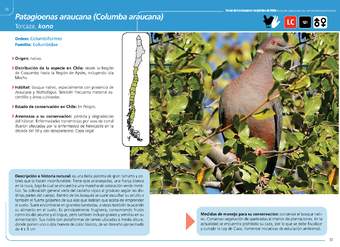 Patagioenas araucana (Columba araucana)