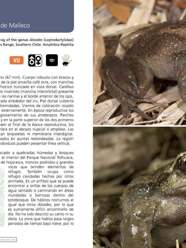 Alsodes igneus - Rana de pecho espinoso de Malleco
