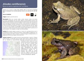 Alsodes cantillanensis - Rana de pecho espinoso de Cantillana