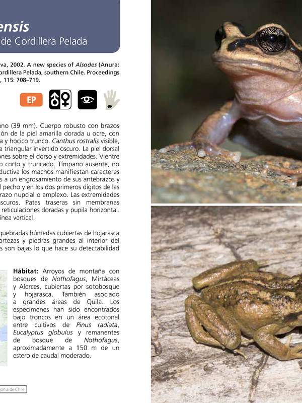 Alsodes valdiviensis  - Rana de pecho espinoso de Cordillera Pelada