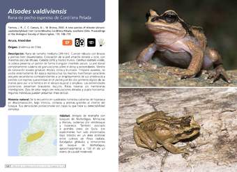 Alsodes valdiviensis  - Rana de pecho espinoso de Cordillera Pelada