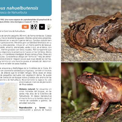 Eupsophus nahuelbutensis - Rana de hojarasca de Nahuelbuta