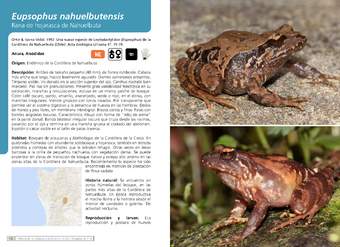 Eupsophus nahuelbutensis - Rana de hojarasca de Nahuelbuta