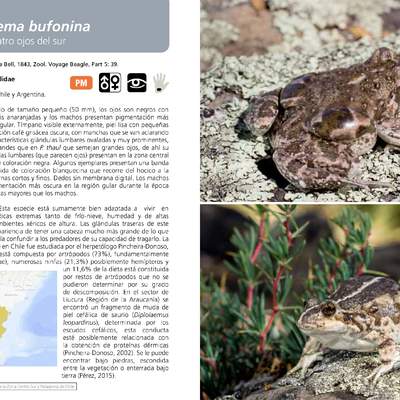 Pleurodema bufonina - Sapito de cuatro ojos del sur