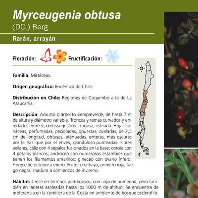 Myrceugenia obtusa