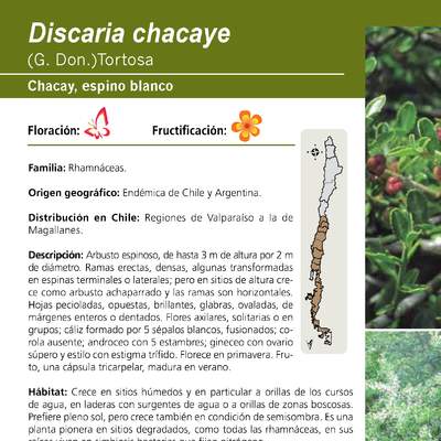 Discaria chacaye