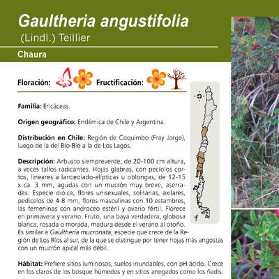 Gaultheria angustifolia