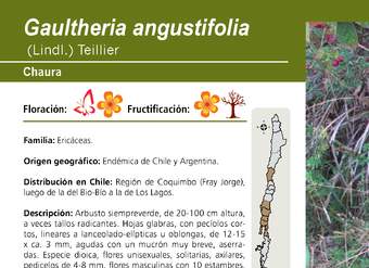 Gaultheria angustifolia