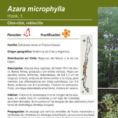 Azara microphylla
