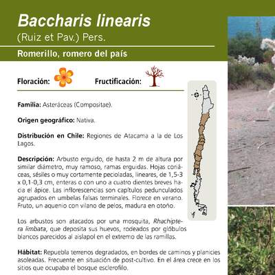Baccharis linearis