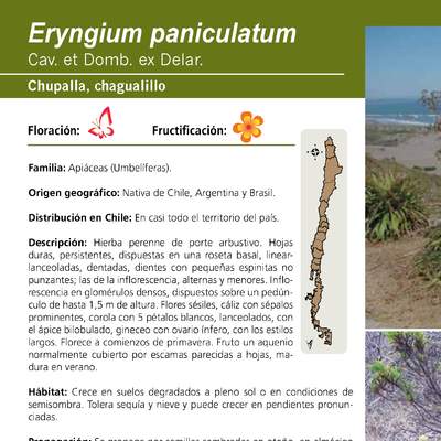 Eryngium paniculatum