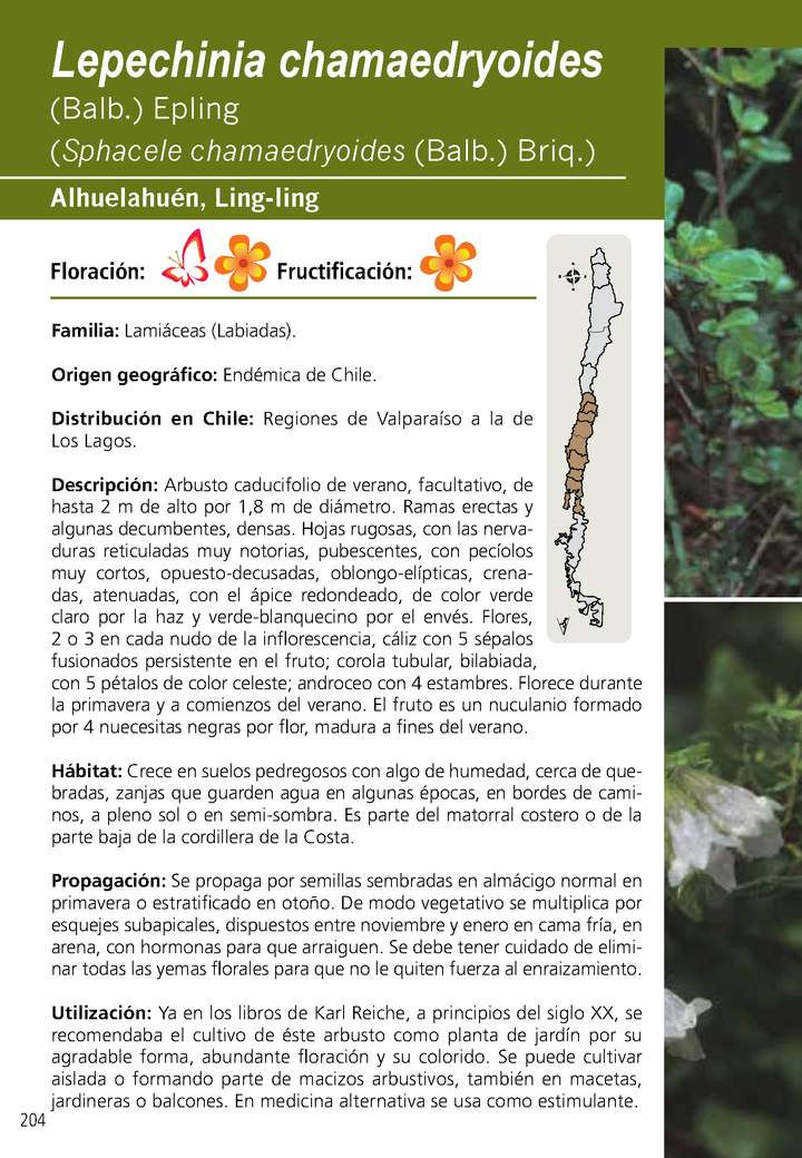 Lepechinia chamaedryoides