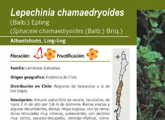 Lepechinia chamaedryoides