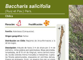 Baccharis salicifolia
