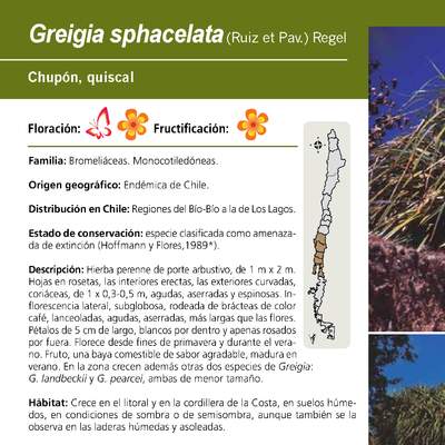 Greigia sphacelata
