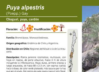 Puya alpestris