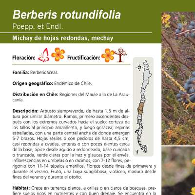 Berberis rotundifolia