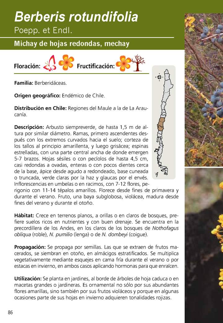 Berberis rotundifolia