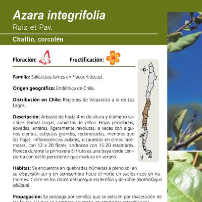Azara integrifolia