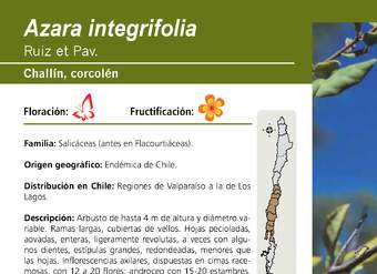 Azara integrifolia