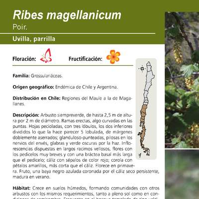 Ribes magellanicum
