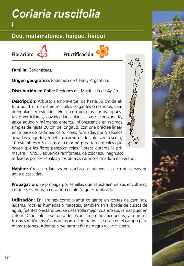Coriaria ruscifolia