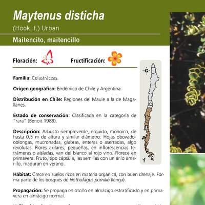 Maytenus disticha