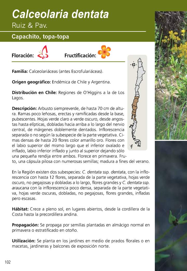 Calceolaria dentata