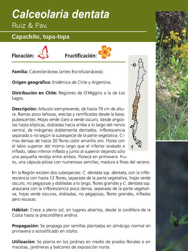 Calceolaria dentata