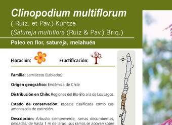 Clinopodium multiflorum