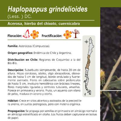 Haplopappus grindelioides