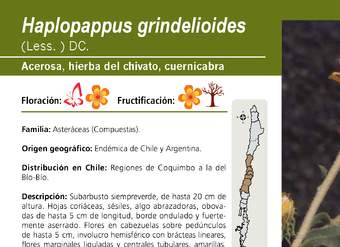 Haplopappus grindelioides
