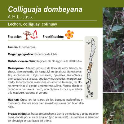 Colliguaja dombeyana