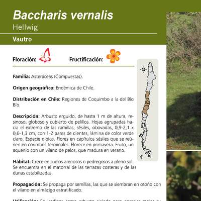 Baccharis vernalis