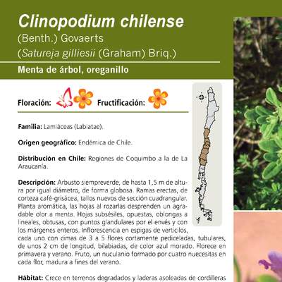 Clinopodium chilense