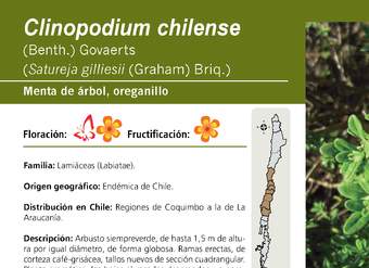Clinopodium chilense