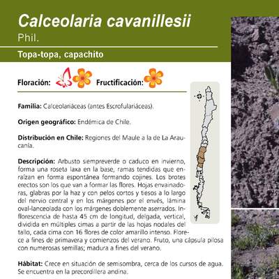Calceolaria cavanillesii