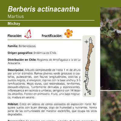 Berberis actinacantha