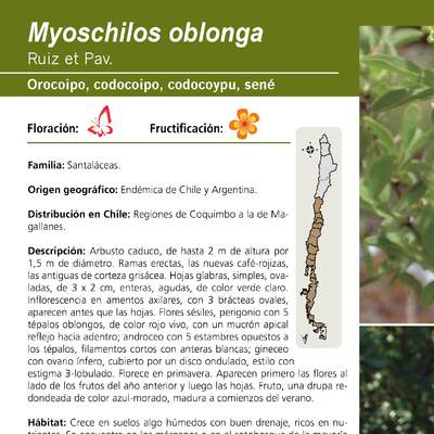 Myoschilos oblonga