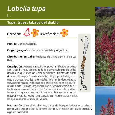 Lobelia tupa