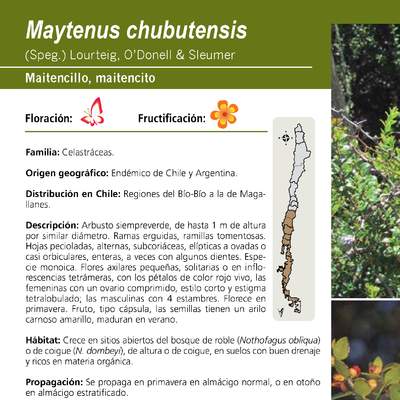 Maytenus chubutensis