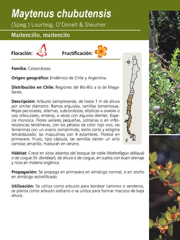 Maytenus chubutensis