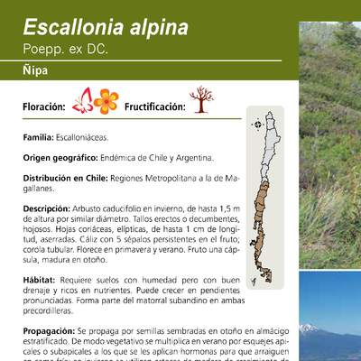 Escallonia alpina